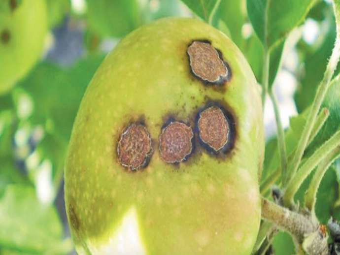 Φουζικλάδιο μηλιάς